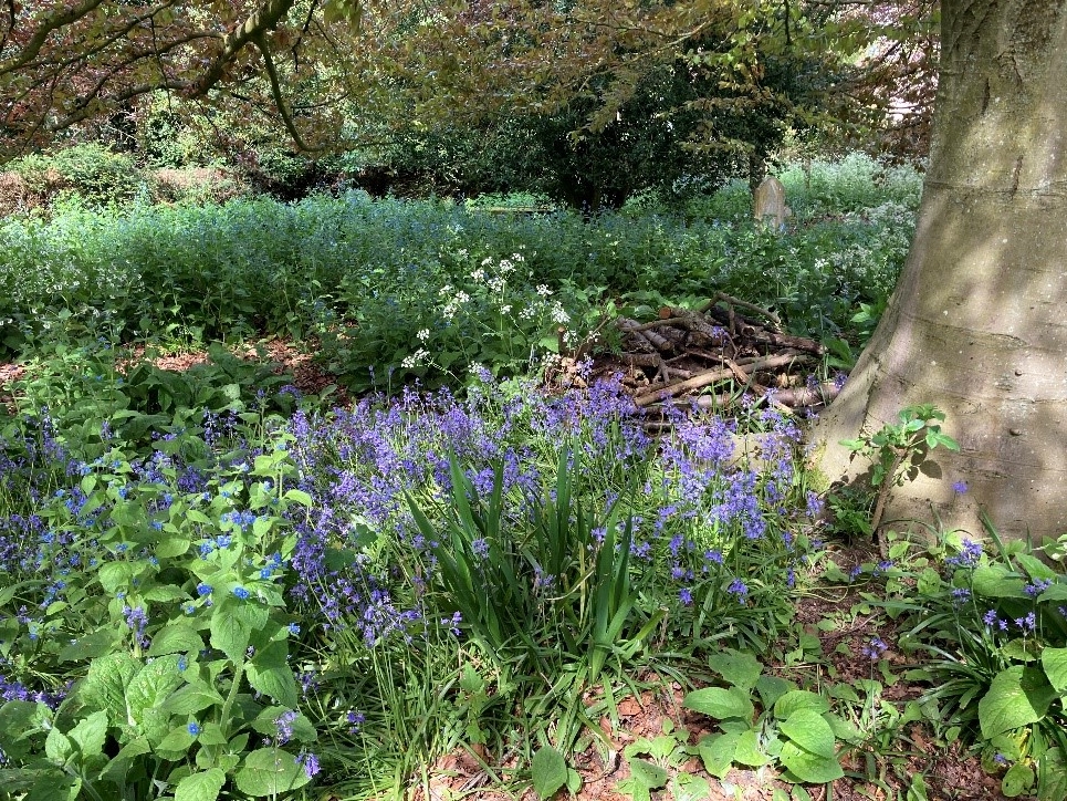 Bluebells